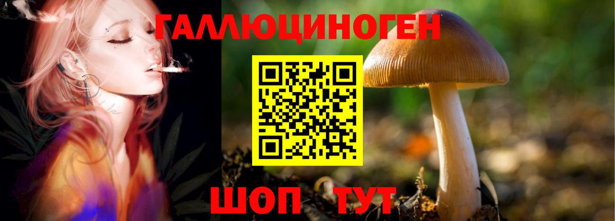 Ярославль  сколько стоит  Вход с VPN  Псилоцибиновые грибы MAGIC MUSHROOMS 